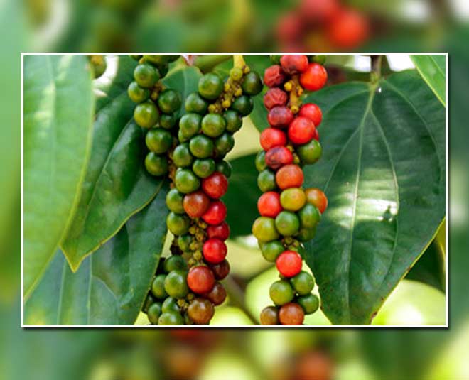 how to grow black pepper plant in hindi inside 
