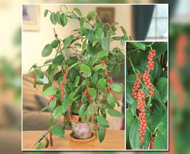 how to grow black pepper plant in hindi inside 