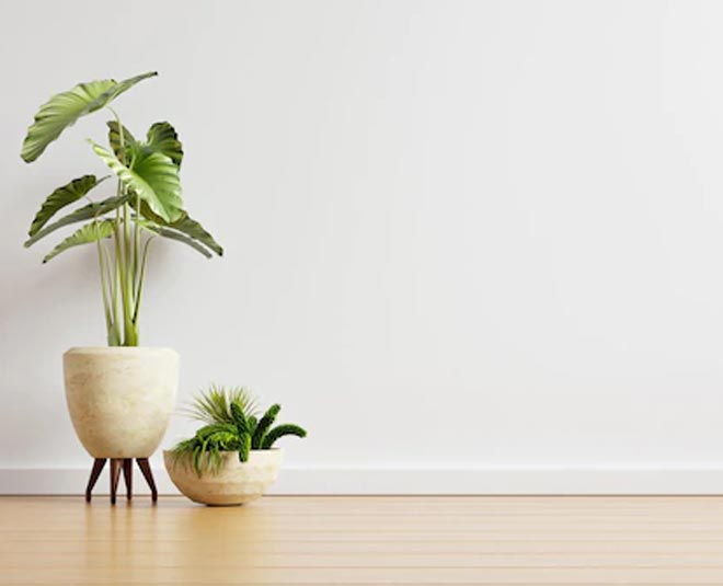 Benefits Of Leftover Pasta Water For Plants In Hindi benefits of