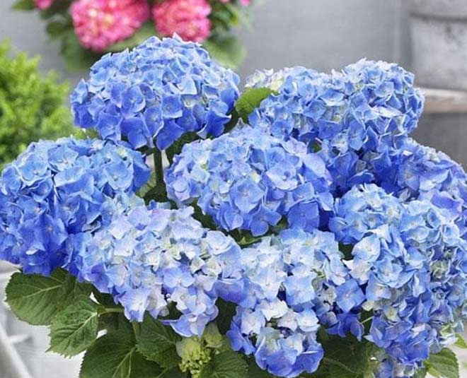 Know About Most Expensive Flowers in World in Hindi। दुनिया के सबसे