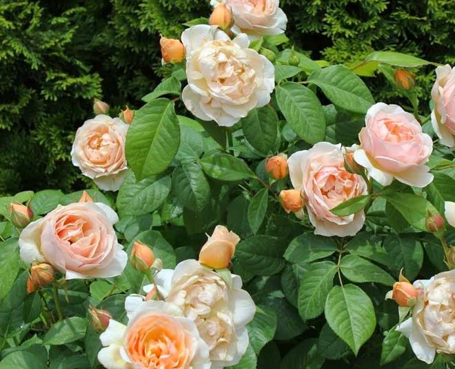 juliet rose most expensive flower