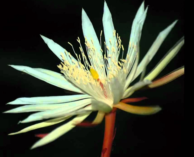 कदुपुल फूल kadupul flower most expensive plant