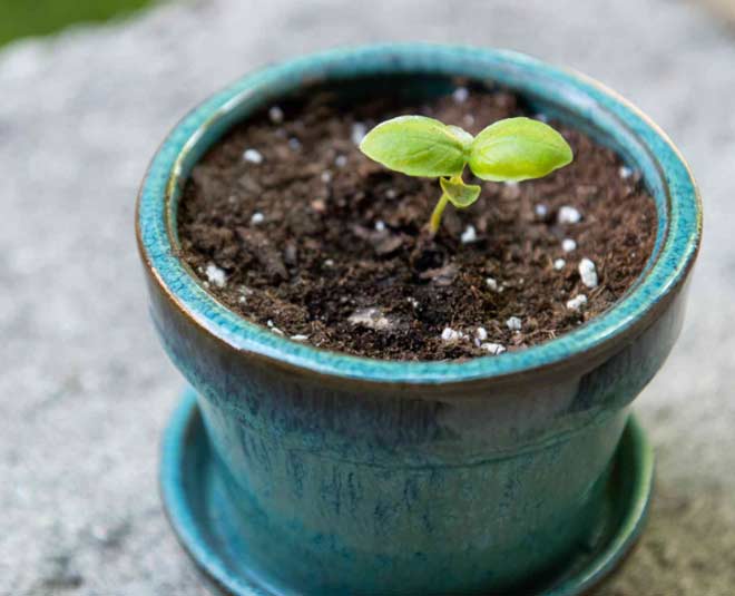 know about sindoor plant and how to grow inside 