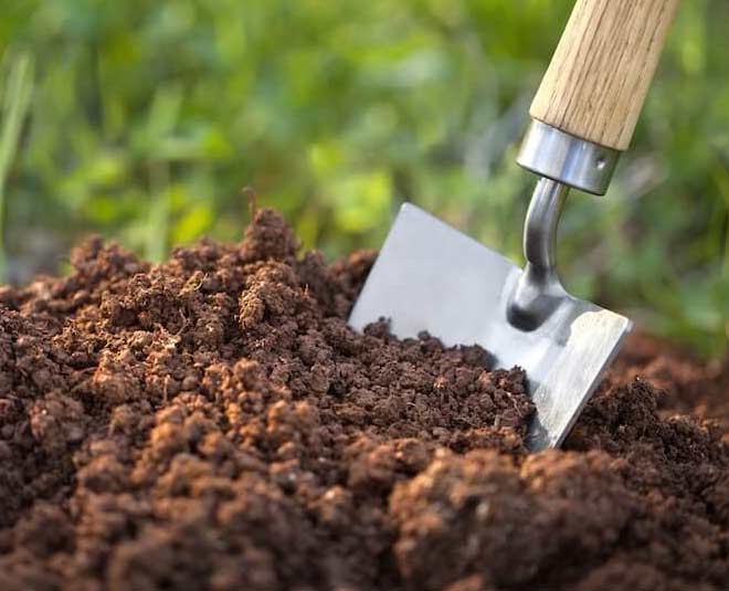 know about sindoor plant and how to grow inside 