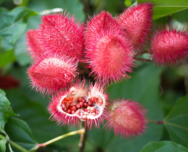 know about sindoor plant and how to grow inside 