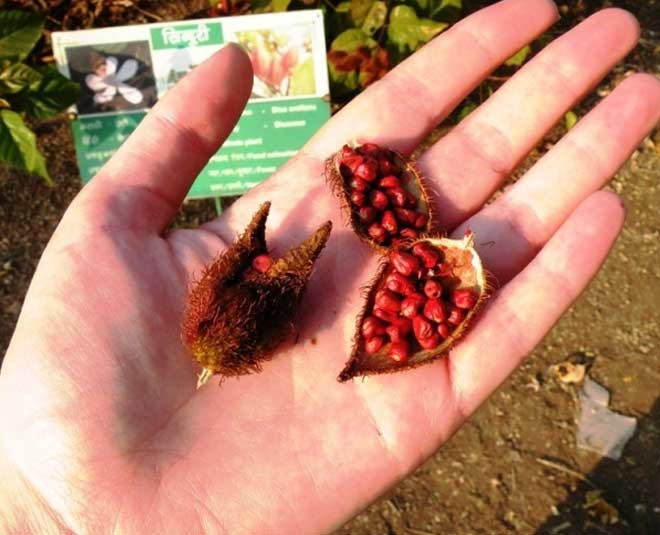 know about sindoor plant and how to grow inside 