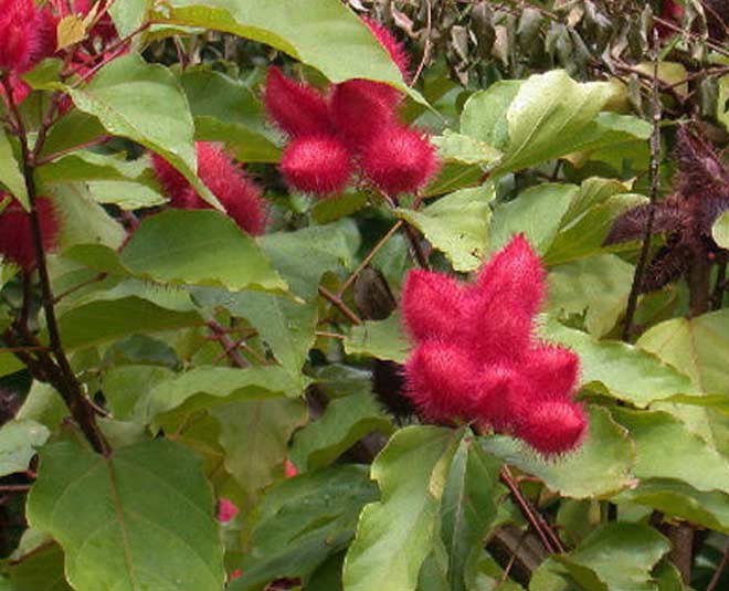 know about sindoor plant and how to grow inside 