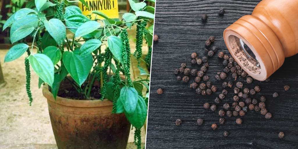 How To Grow Black Pepper Plant In Hindiकाली मिर्च का पौधा लगाएंघर पर लगाना है काली मिर्च का