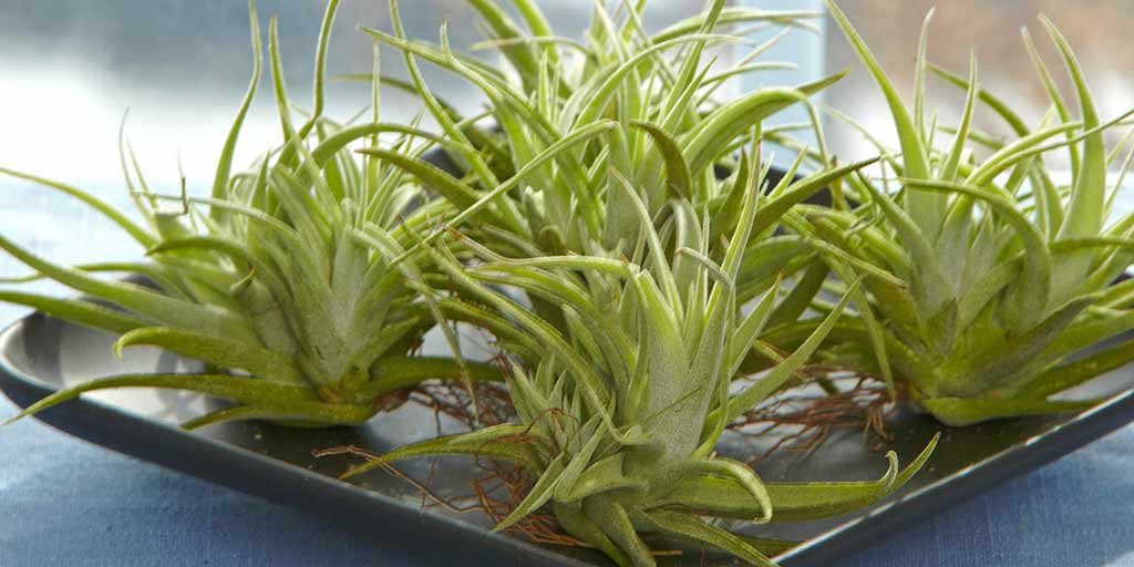 fertilizing your air plant the dos and donts