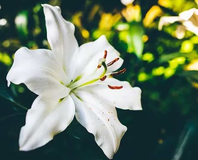 lily flower