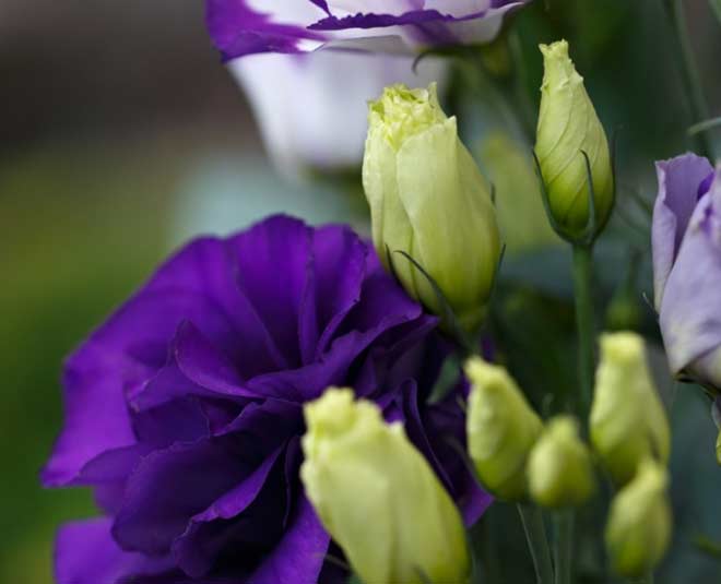lisianthus most expensive flower