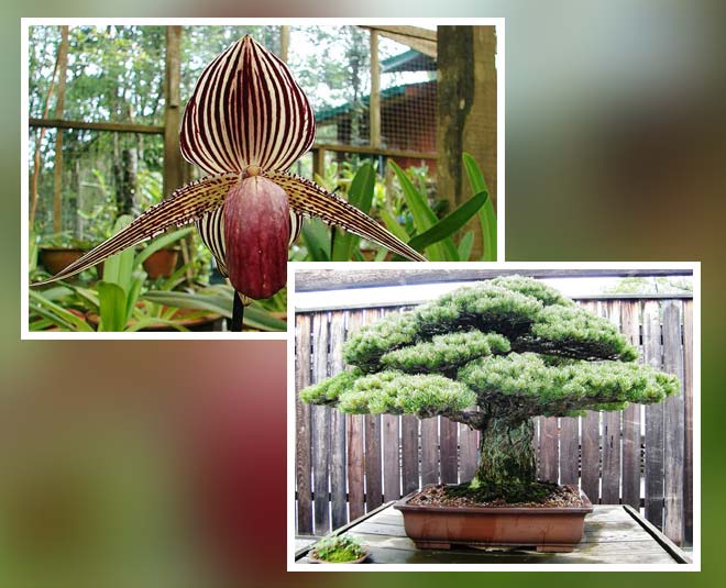list of most expensive plants in world