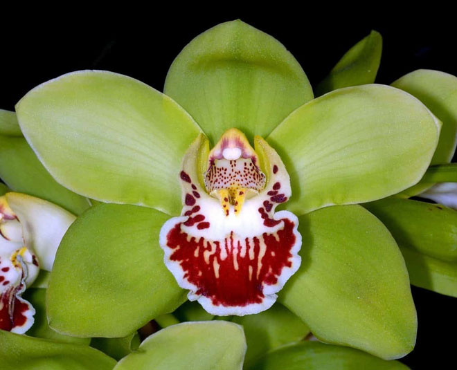 मैन-मेड ऑर्किड man made orchid