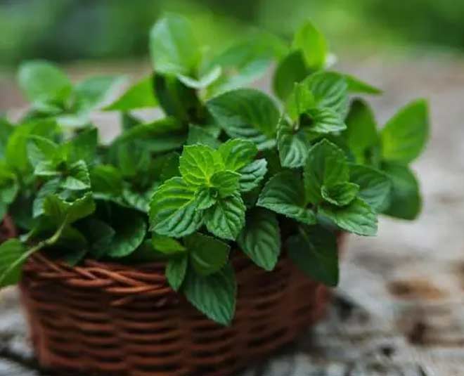 mint plant