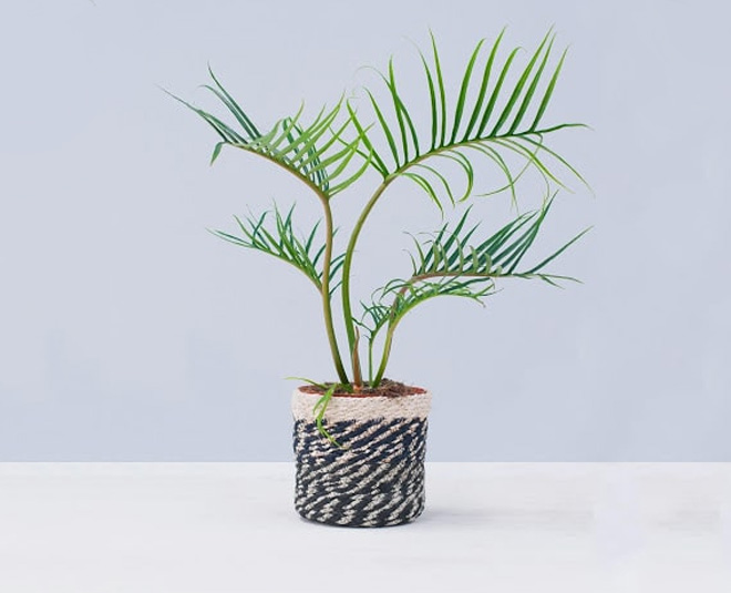 फिलोडेनड्रोन टोर्टम most expensive plant philodanderon tortum