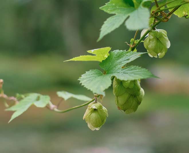 most expensive vegetables