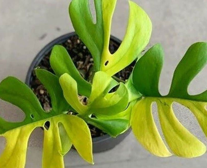 वेरिएगेटेड फिलोडेनड्रोन मिनिमा philodanderon plant