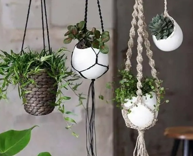 plant hanger