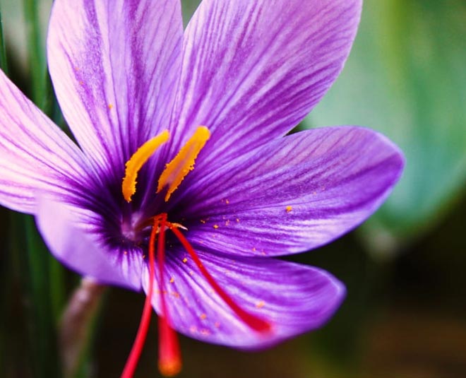 सैफ्रन क्रॉकस saffron crocus plant