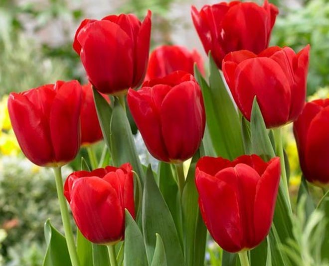 ट्यूलिप बल्ब tulip bulb most expensive plant