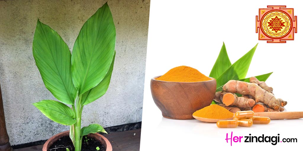 Vastu Benefits Of Turmeric Plant At Home In Hindi -वास्तु टिप्स: क्या