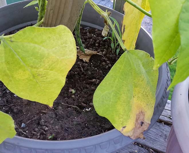 How Do You Fix Yellow Leaves on Bean Plants in Hindi how do you fix