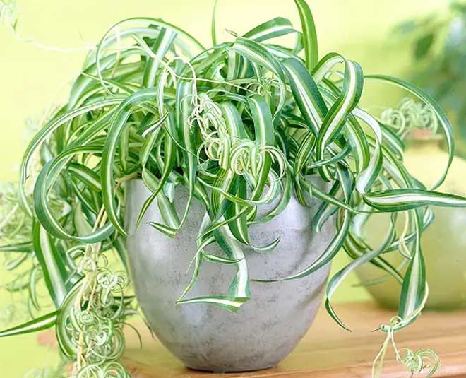 bony spider plant
