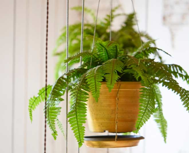 boston fern indoor plant