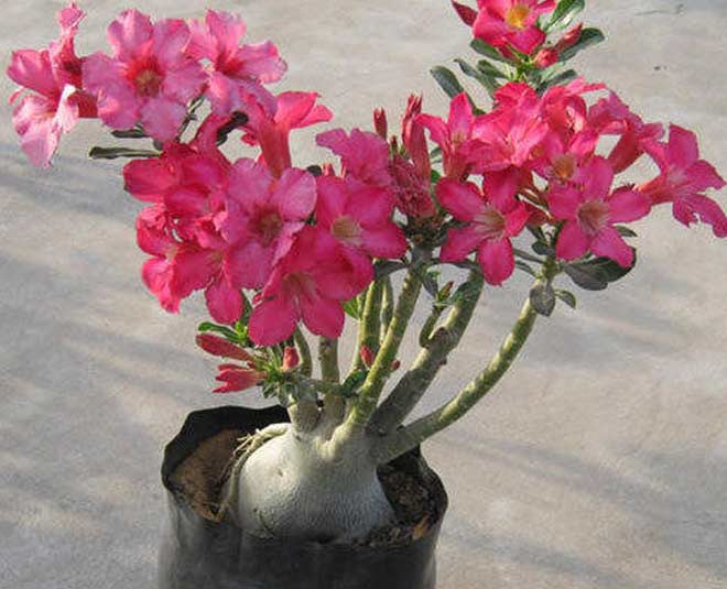 dessert rose plants under rs