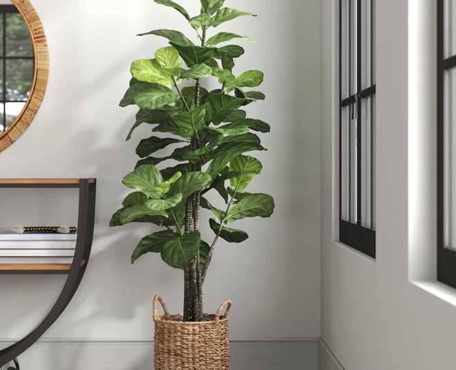 fiddle leaf indoor plant