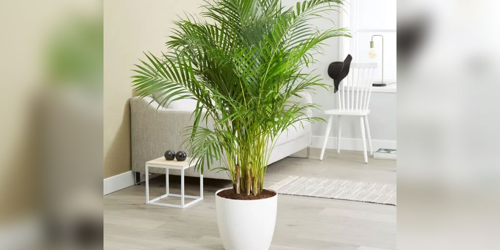 How To Grow And Maintain Areca Palm In Hindi 