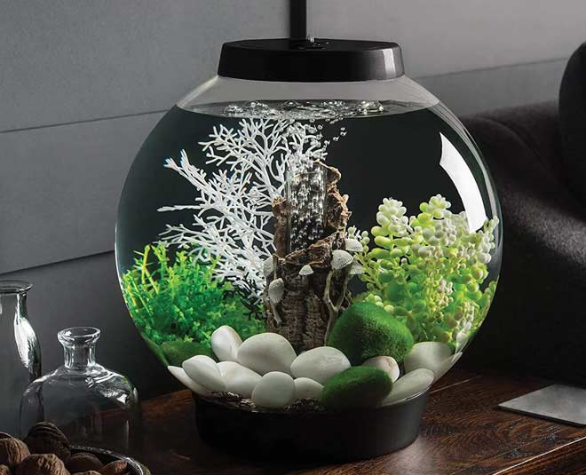 How To Reuse Old Fish Tank how to reuse old fish tank HerZindagi