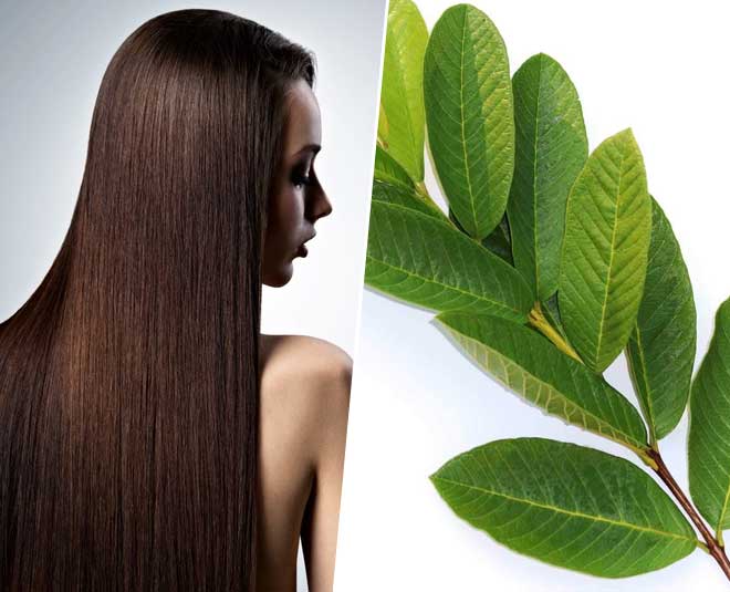 How to Use Guava Leaves For Shiny Hair In Hindi | hair care tips guava leaves for shiny and strong hair | HerZindagi How to Use Guava Leaves For Shiny Hair In Hindi | hair care tips guava leaves for shiny and strong hair | HerZindagi