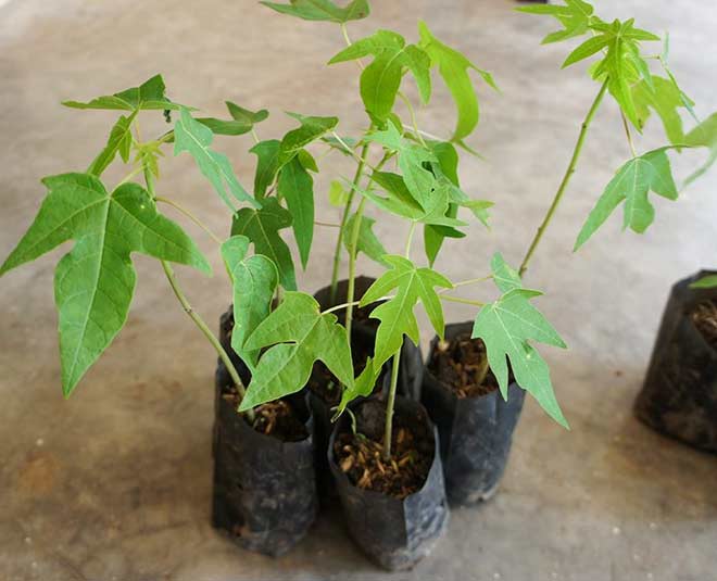 how to grow papaya plant at home inside 
