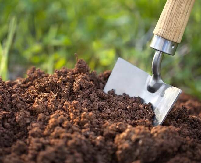 how to grow papaya plant at home inside 