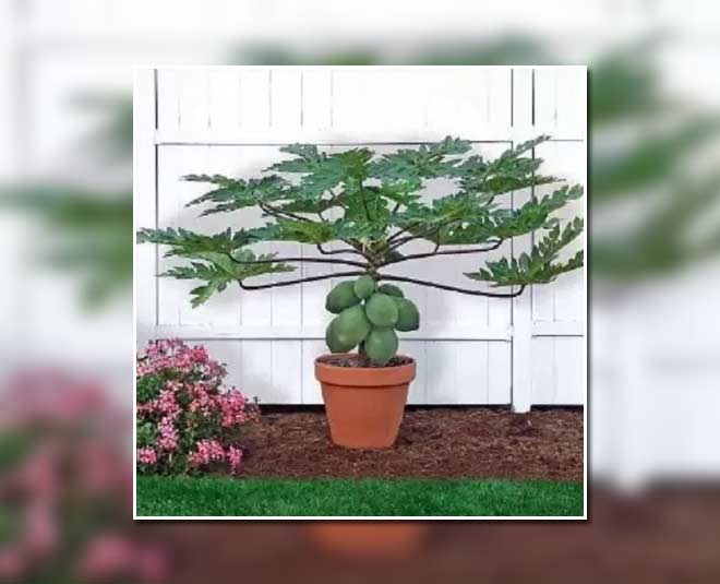 how to grow papaya plant at home inside 