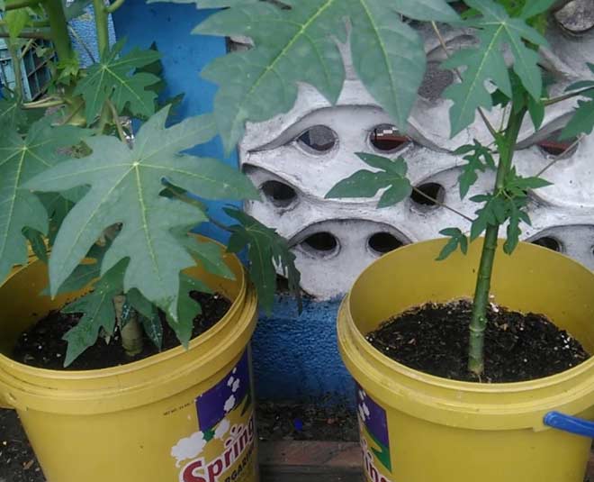 how to grow papaya plant at home tips inside 