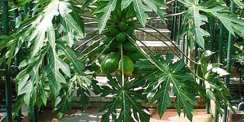 How to Grow Papaya Plant At Home In Hindiघर पर आप भी आसानी से उगा सकती