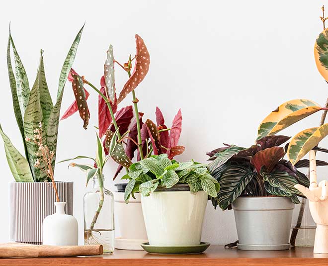 Easy Tips To Clean Water Stains From Plants In Hindi easy tips to