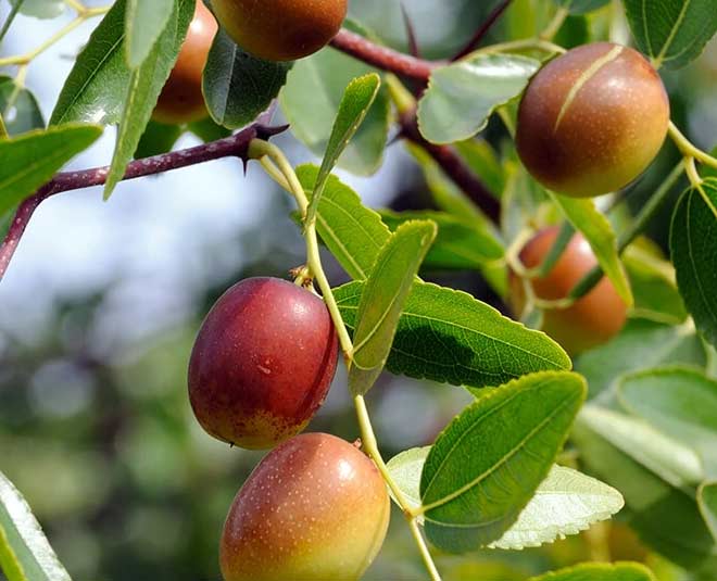 jujube benefits for hair