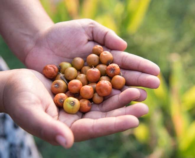 jujube fruit benefits