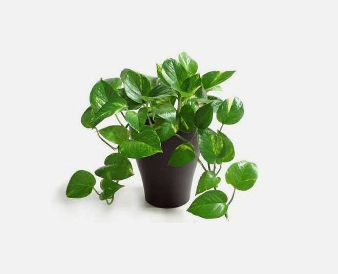 money plant under rs