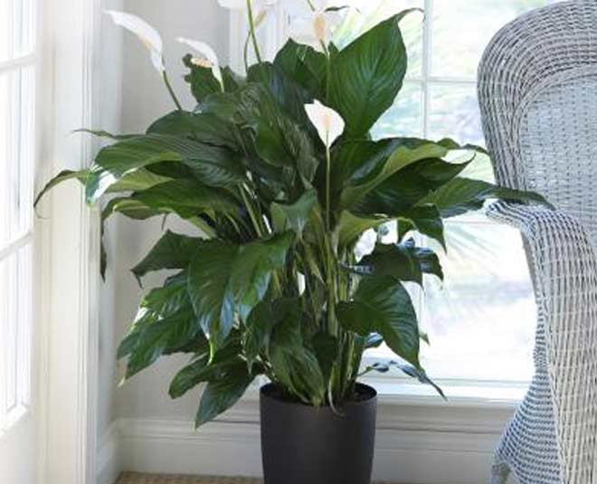 peace lily plant