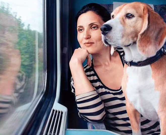 How to Travel With Pet in Train how to travel with pet in train