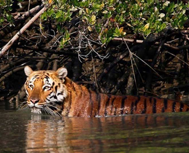 places to visit in gosaba west bengal inside 