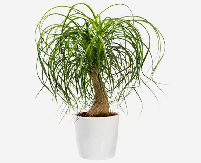 ponytail palm
