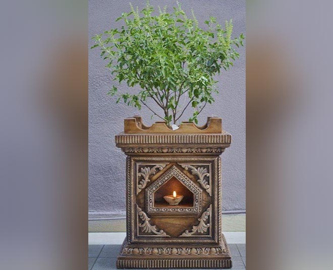 तुलसी को अर्पित करें ये सामग्री tulsi plant care tips