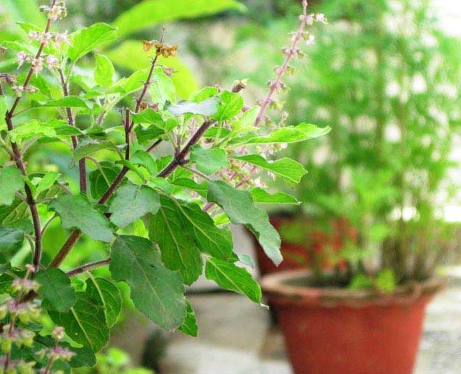 तुलसी के पानी से स्नान tulsi water in morning tips