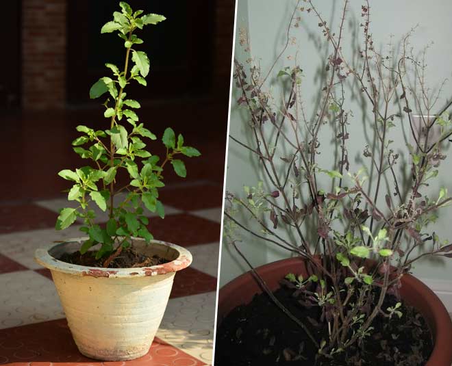 सूखे तुलसी के पौधे का उपाय uses for tulsi plant