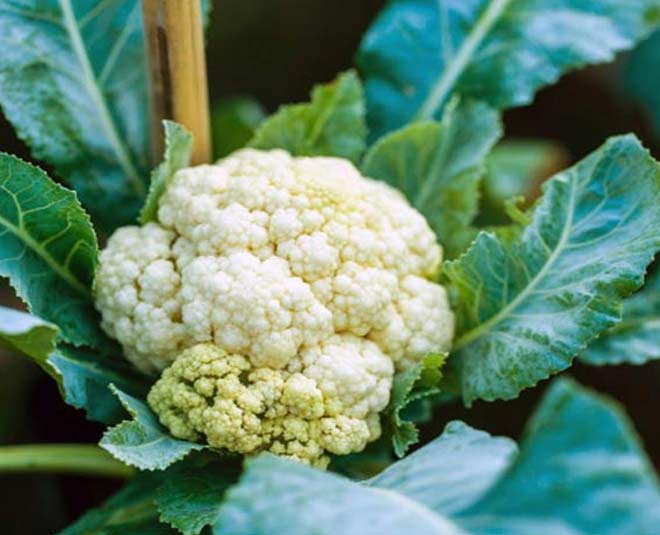What Are Uses of Cauliflower Leaves फूलगोभी के पत्ते नहीं हैं बेकार